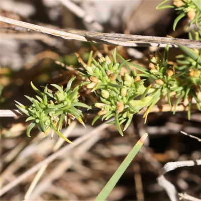 Unidentified Other Wildflower or Herb at Bellmount Forest, NSW - 16 Feb 2025 by ConBoekel