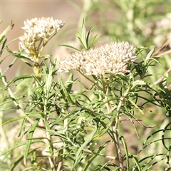 Cassinia longifolia at Bellmount Forest, NSW - 16 Feb 2025 by ConBoekel