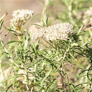 Cassinia longifolia (Shiny Cassinia, Cauliflower Bush) at Bellmount Forest, NSW - 16 Feb 2025 by ConBoekel