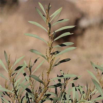 Acacia rubida at Bellmount Forest, NSW - 16 Feb 2025 by ConBoekel