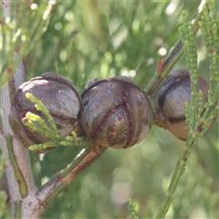 Unidentified Other Tree at Bellmount Forest, NSW - 16 Feb 2025 by ConBoekel