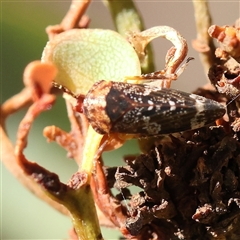 Unidentified Leafhopper or planthopper (Hemiptera, several families) at Bellmount Forest, NSW - 16 Feb 2025 by ConBoekel