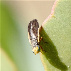 Unidentified Flower-loving fly (Apioceridae) at Bellmount Forest, NSW - 16 Feb 2025 by ConBoekel