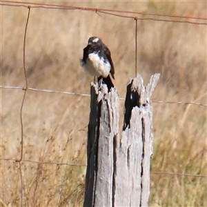 Rhipidura leucophrys (Willie Wagtail) at Bellmount Forest, NSW - 16 Feb 2025 by ConBoekel