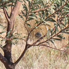 Stagonopleura guttata at Bellmount Forest, NSW - 16 Feb 2025 by ConBoekel