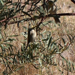 Ptilotula penicillata at Bellmount Forest, NSW - 16 Feb 2025 by ConBoekel