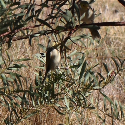 Ptilotula penicillata (White-plumed Honeyeater) at Bellmount Forest, NSW - 16 Feb 2025 by ConBoekel