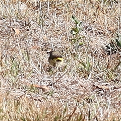 Acanthiza chrysorrhoa (Yellow-rumped Thornbill) at Bellmount Forest, NSW - 16 Feb 2025 by ConBoekel