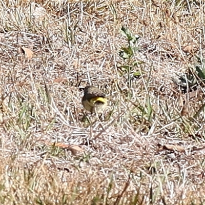 Acanthiza chrysorrhoa (Yellow-rumped Thornbill) at Bellmount Forest, NSW - 16 Feb 2025 by ConBoekel