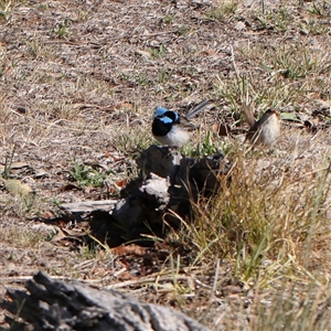 Malurus cyaneus (Superb Fairywren) at Bellmount Forest, NSW - 16 Feb 2025 by ConBoekel