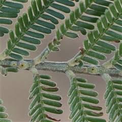 Acacia dealbata at Bellmount Forest, NSW - 16 Feb 2025 by ConBoekel