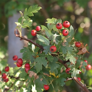 Crataegus monogyna at Bellmount Forest, NSW - 16 Feb 2025 10:04 AM