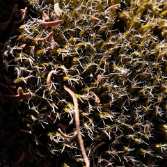 Unidentified Moss, Liverwort or Hornwort at Bellmount Forest, NSW - 16 Feb 2025 by ConBoekel