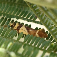 Unidentified Moth (Lepidoptera) at Bellmount Forest, NSW - 16 Feb 2025 by ConBoekel