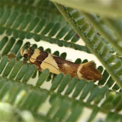 Macrobathra chrysotoxa (A Cosmet moth (Cosmopteriginae) at Bellmount Forest, NSW - 16 Feb 2025 by ConBoekel