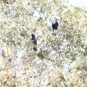 Gymnorhina tibicen (Australian Magpie) at Bellmount Forest, NSW - 16 Feb 2025 by ConBoekel