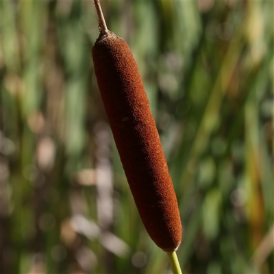 Typha sp. (Cumbungi) at Bellmount Forest, NSW - 16 Feb 2025 by ConBoekel