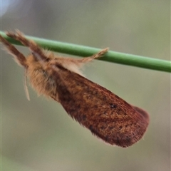 Fraus fusca at Captains Flat, NSW - Yesterday by clarehoneydove