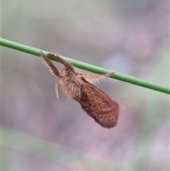 Fraus fusca at Captains Flat, NSW - 8 Mar 2025 06:19 PM