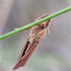 Fraus fusca at Captains Flat, NSW - 8 Mar 2025 06:19 PM