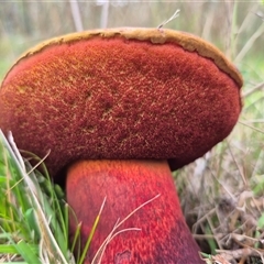 Unidentified Bolete - Fleshy texture, stem central (more-or-less) at Captains Flat, NSW - Yesterday by clarehoneydove