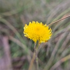 Coronidium gunnianum at Captains Flat, NSW - Yesterday by clarehoneydove