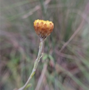 Coronidium gunnianum (Gunn's Everlasting) at Captains Flat, NSW - 8 Mar 2025 by clarehoneydove