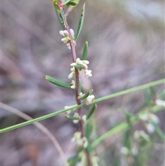 Monotoca scoparia (Broom Heath) at Captains Flat, NSW - 8 Mar 2025 by clarehoneydove