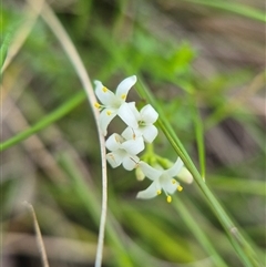 Asperula conferta (Common Woodruff) at Captains Flat, NSW - 8 Mar 2025 by clarehoneydove