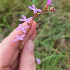 Stylidium sp. at Mongarlowe, NSW - 6 Mar 2025 by clarehoneydove