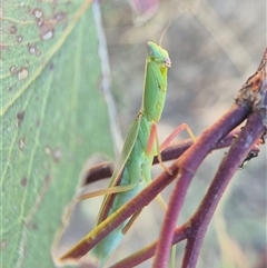 Orthodera ministralis at Gunning, NSW - 4 Mar 2025 by clarehoneydove