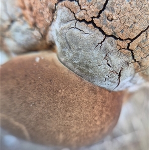 Phellinus sp. (non-resupinate) at Burra, NSW - 2 Mar 2025 04:41 PM