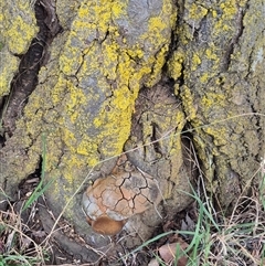 Phellinus sp. (non-resupinate) at Burra, NSW - 2 Mar 2025 04:41 PM