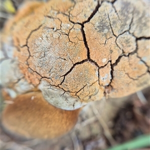 Phellinus sp. (non-resupinate) at Burra, NSW - 2 Mar 2025 04:41 PM