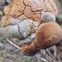 Phellinus sp. (non-resupinate) at Burra, NSW - 2 Mar 2025 04:41 PM