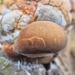 Phellinus sp. (non-resupinate) at Burra, NSW - 2 Mar 2025 04:41 PM