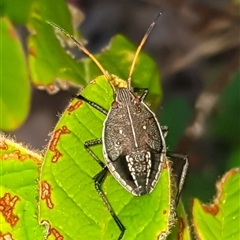 Poecilometis sp. (genus) (A Gum Tree Shield Bug) at Bargo, NSW - 2 Mar 2025 by Snows