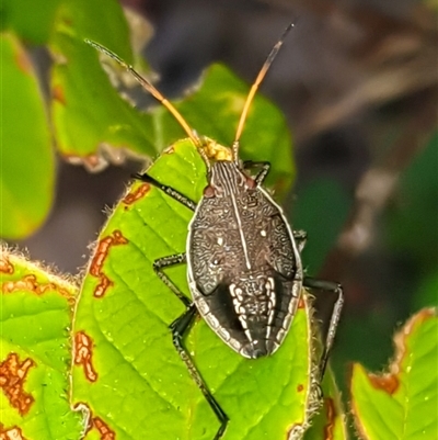 Poecilometis sp. (genus) at Bargo, NSW - 2 Mar 2025 by Snows