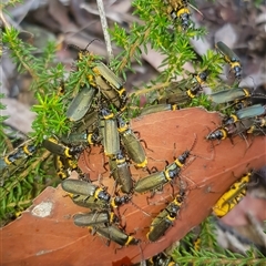 Chauliognathus lugubris (Plague Soldier Beetle) at Bargo, NSW - 7 Mar 2025 by Snows