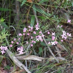 Boronia ledifolia at Bargo, NSW - 21 Aug 2024 by Snows