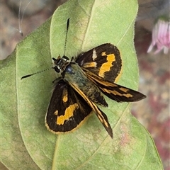 Ocybadistes walkeri (Green Grass-dart) at Richardson, ACT - 8 Mar 2025 by MB