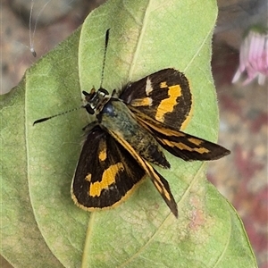 Ocybadistes walkeri (Green Grass-dart) at Richardson, ACT - 8 Mar 2025 by MB