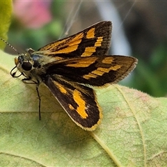 Ocybadistes walkeri at Richardson, ACT - 8 Mar 2025 03:12 PM