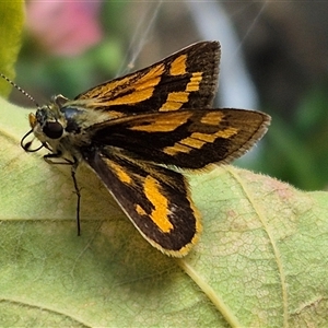 Ocybadistes walkeri at Richardson, ACT - 8 Mar 2025 03:12 PM