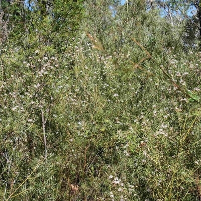 Grevillea phylicoides (Grey Spider Flower) at Bargo, NSW - 27 Aug 2024 by Snows