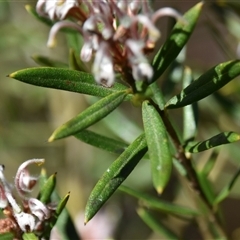 Grevillea phylicoides at Bargo, NSW - 27 Aug 2024 10:29 AM