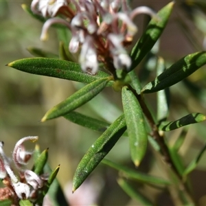 Grevillea phylicoides at Bargo, NSW - 27 Aug 2024 10:29 AM