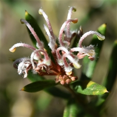 Grevillea phylicoides at Bargo, NSW - 27 Aug 2024 10:29 AM