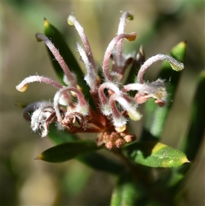 Grevillea phylicoides at Bargo, NSW - 27 Aug 2024 10:29 AM