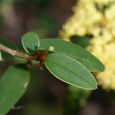 Pomaderris elliptica at Bargo, NSW - 27 Aug 2024 by Snows